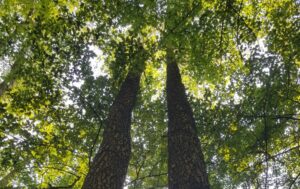 Read more about the article Emelkedj felül! – stresszoldás a természetben egy Zöld szünettel